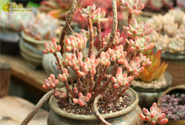 爱心Sedum pachyphyllum thin blue form