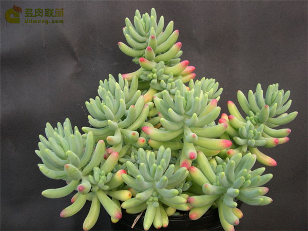 爱心Sedum pachyphyllum thin blue form