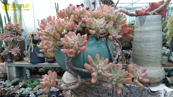 爱心Sedum pachyphyllum thin blue form