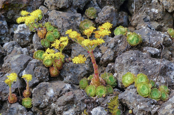 毛山地玫瑰 Aeonium aizoon