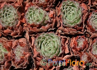 毛山地玫瑰 Aeonium aizoon