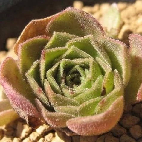 毛山地玫瑰 Aeonium aizoon