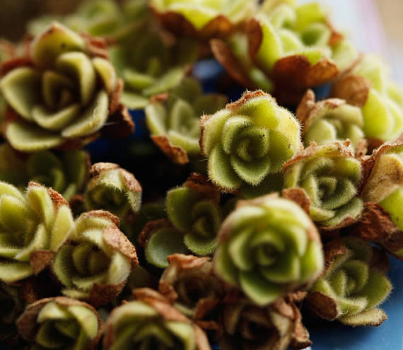 毛山地玫瑰 Aeonium aizoon