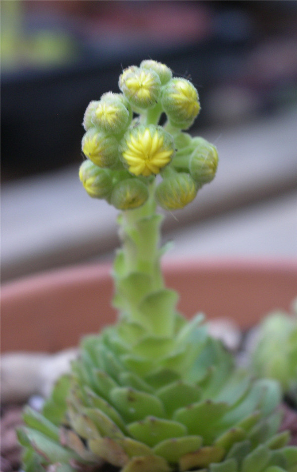 毛山地玫瑰 Aeonium aizoon