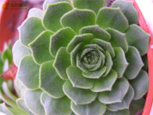 毛山地玫瑰 Aeonium aizoon