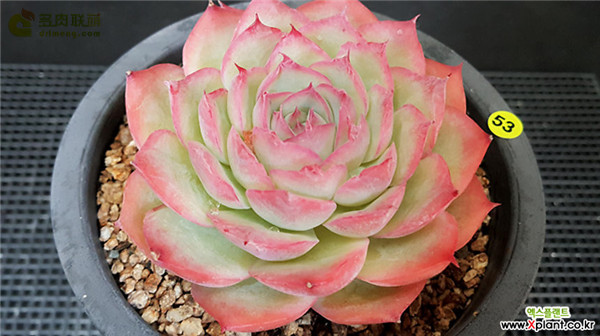 侧影 Echeveria silhouette