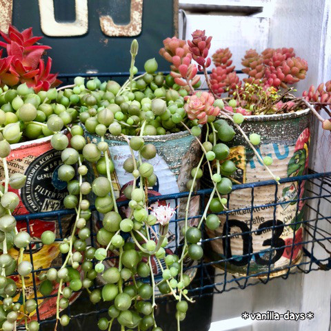 日本院子里种的多肉植物