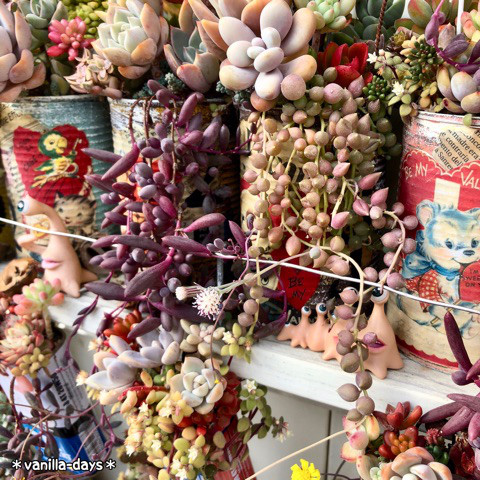 日本院子里种的多肉植物