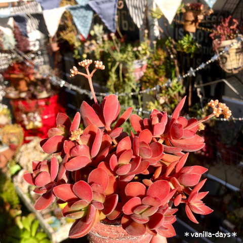 日本院子里种的多肉植物