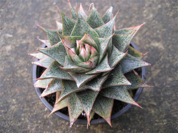 大和锦 Echeveria purpusorum