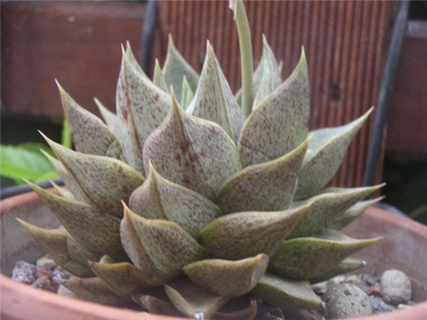 大和锦 Echeveria purpusorum