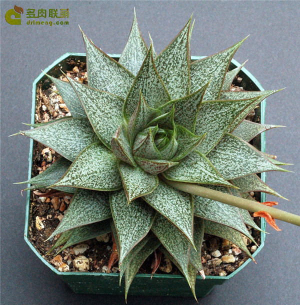 大和锦 Echeveria purpusorum