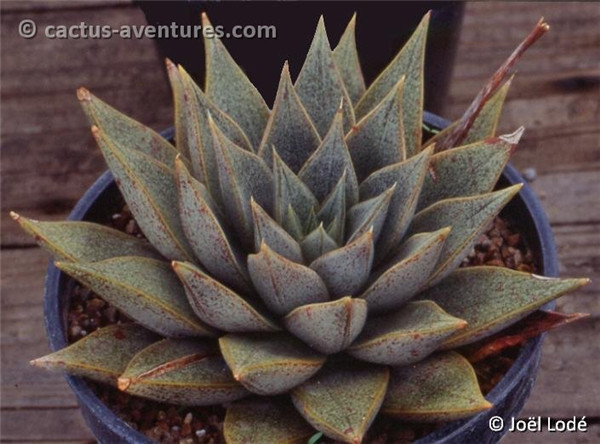 大和锦 Echeveria purpusorum