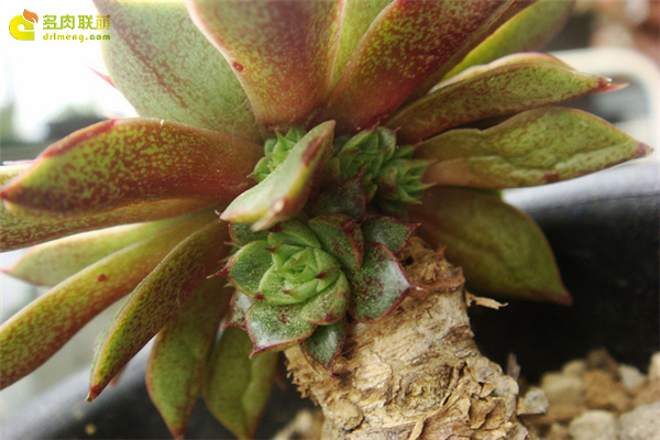 大合菊 Echeveria Yamatogiku