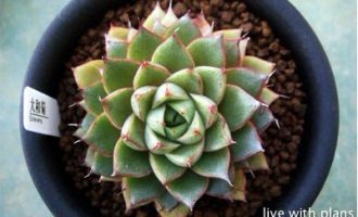 大合菊 Echeveria ‘Yamatogiku’