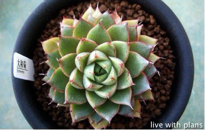 大合菊 Echeveria Yamatogiku