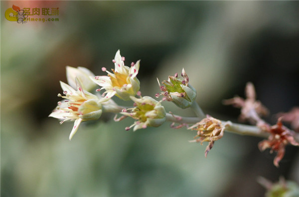 Graptopetalum Paraguayensis 'Awayuki'