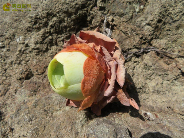 大型山地玫瑰 Aeonium diplocyclum