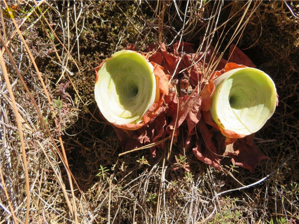 大型山地玫瑰 Aeonium diplocyclum