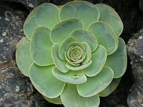 大型山地玫瑰 Aeonium diplocyclum