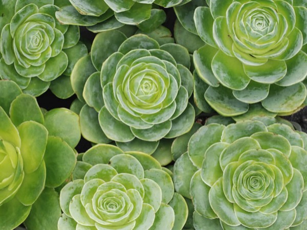 大型山地玫瑰 Aeonium diplocyclum