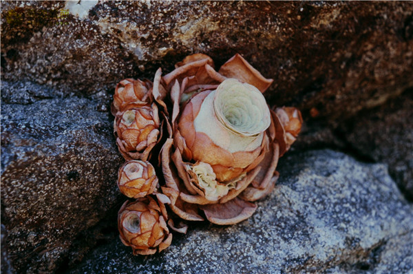 翡翠球 Aeonium dodrantale