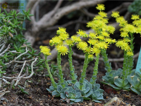 翡翠球 Aeonium dodrantale