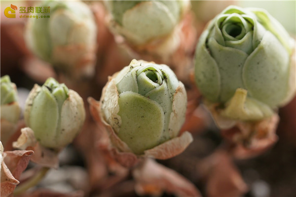 翡翠球 Aeonium dodrantale