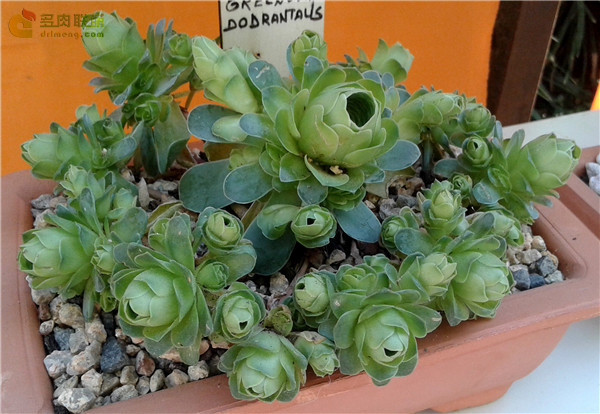 翡翠球 Aeonium dodrantale