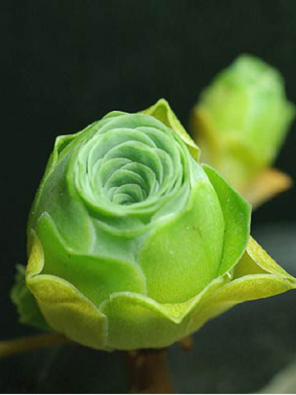 翡翠球 Aeonium dodrantale