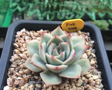 粉色提示 Echeveria Pink Tips