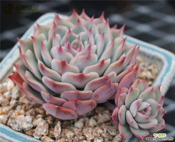 粉色提示 Echeveria Pink Tips