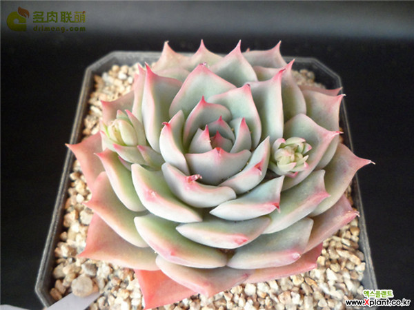 粉色提示 Echeveria Pink Tips