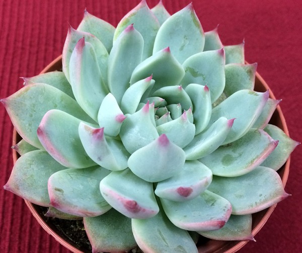 粉色提示 Echeveria Pink Tips