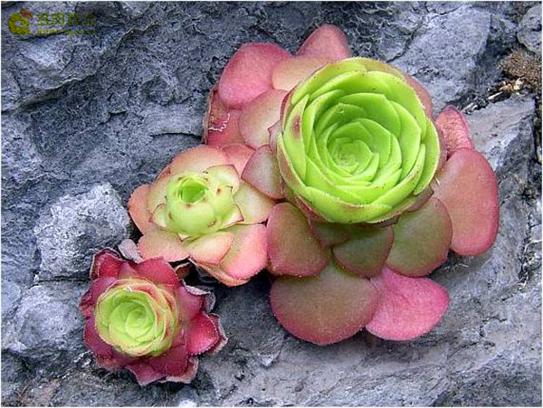 盃莲 Echeveria glandulosum