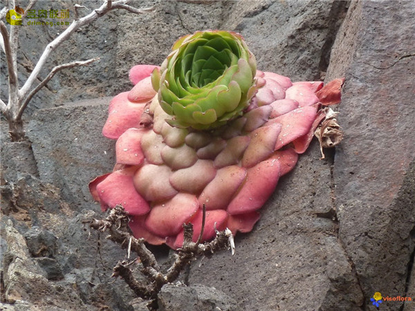 盃莲 Aeonium glandulosum