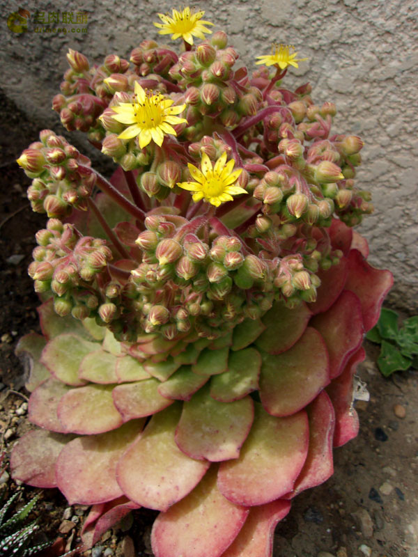 盃莲 Aeonium glandulosum