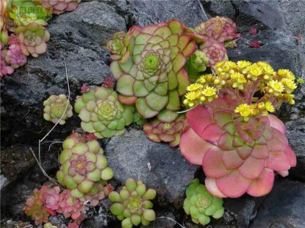 盃莲 Aeonium glandulosum