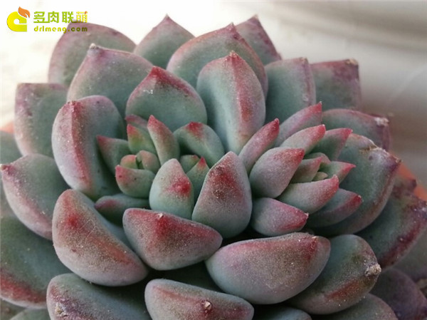 古斯特 Echeveria Gusto