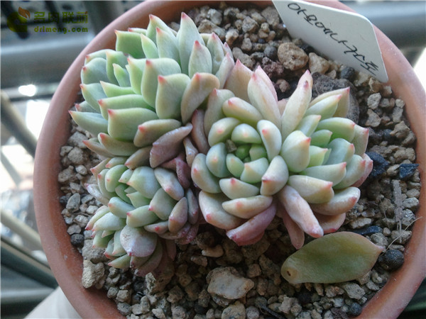 古斯特 Echeveria Gusto