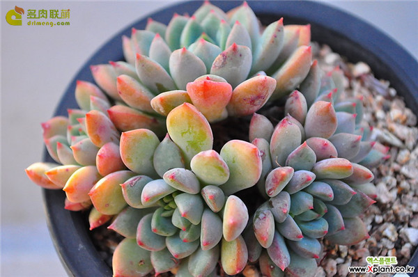 古斯特 Echeveria Gusto