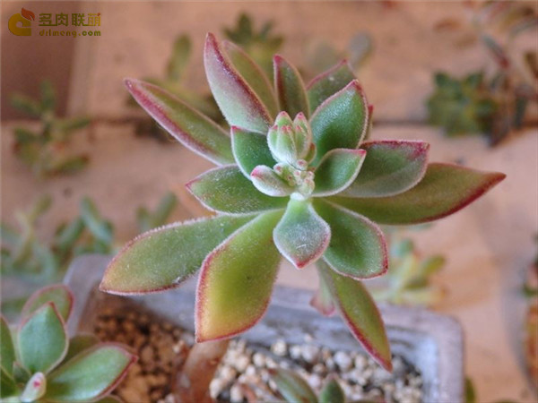 花之司 Echeveria harmsii