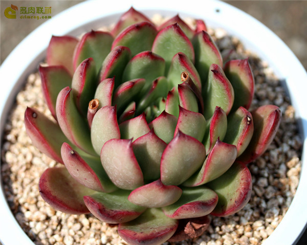 合唱团 Echeveria 'Chorus'