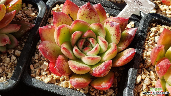 合唱团 Echeveria 'Chorus'