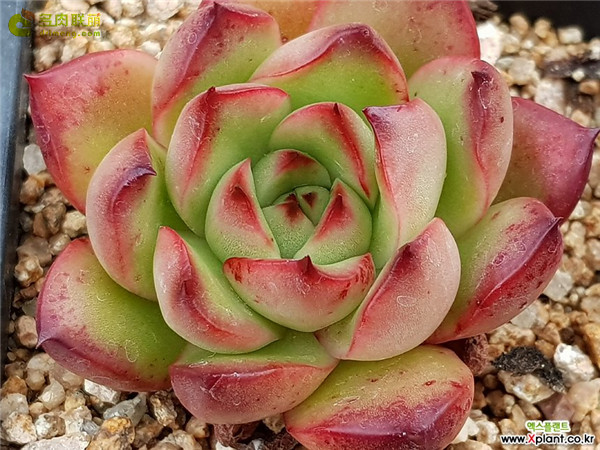 合唱团 Echeveria 'Chorus'