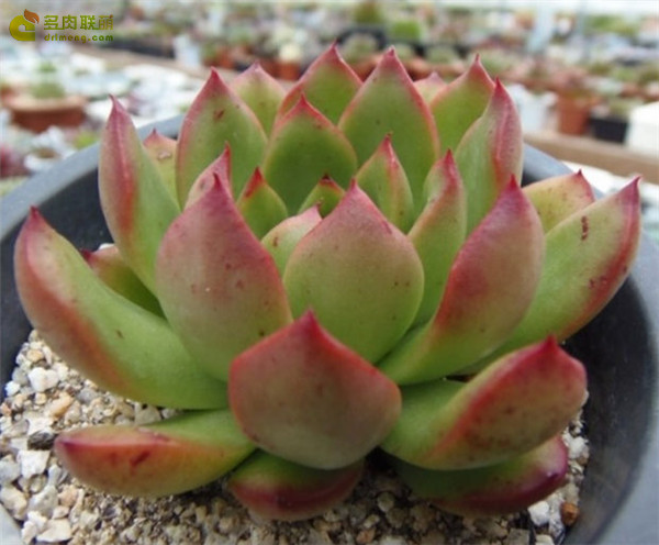 合唱团 Echeveria 'Chorus'