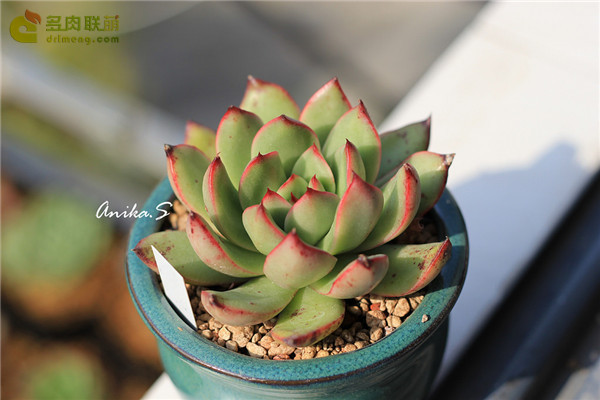 合唱团 Echeveria 'Chorus'