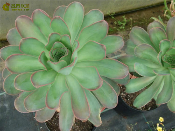 戴冠曲 Aeonium hierrense