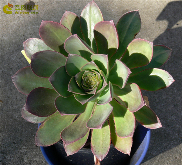 戴冠曲 Aeonium hierrense