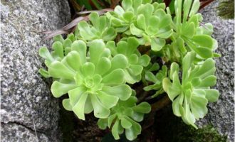 瑾悬山 Aeonium korneliuslemsii